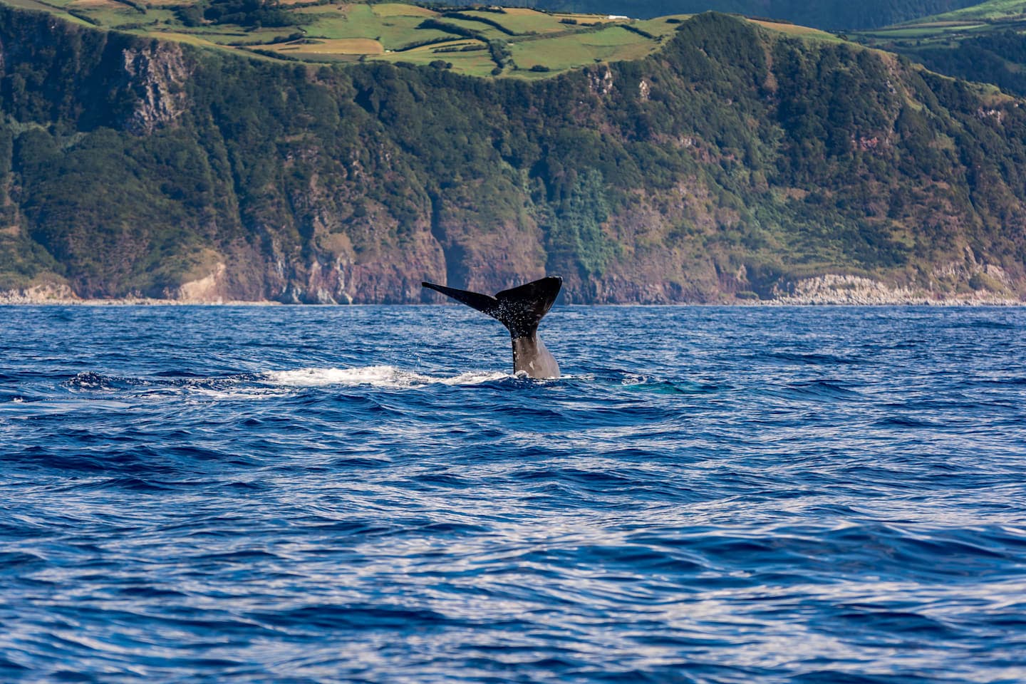 Whale watching and islet boat tour thumbnail