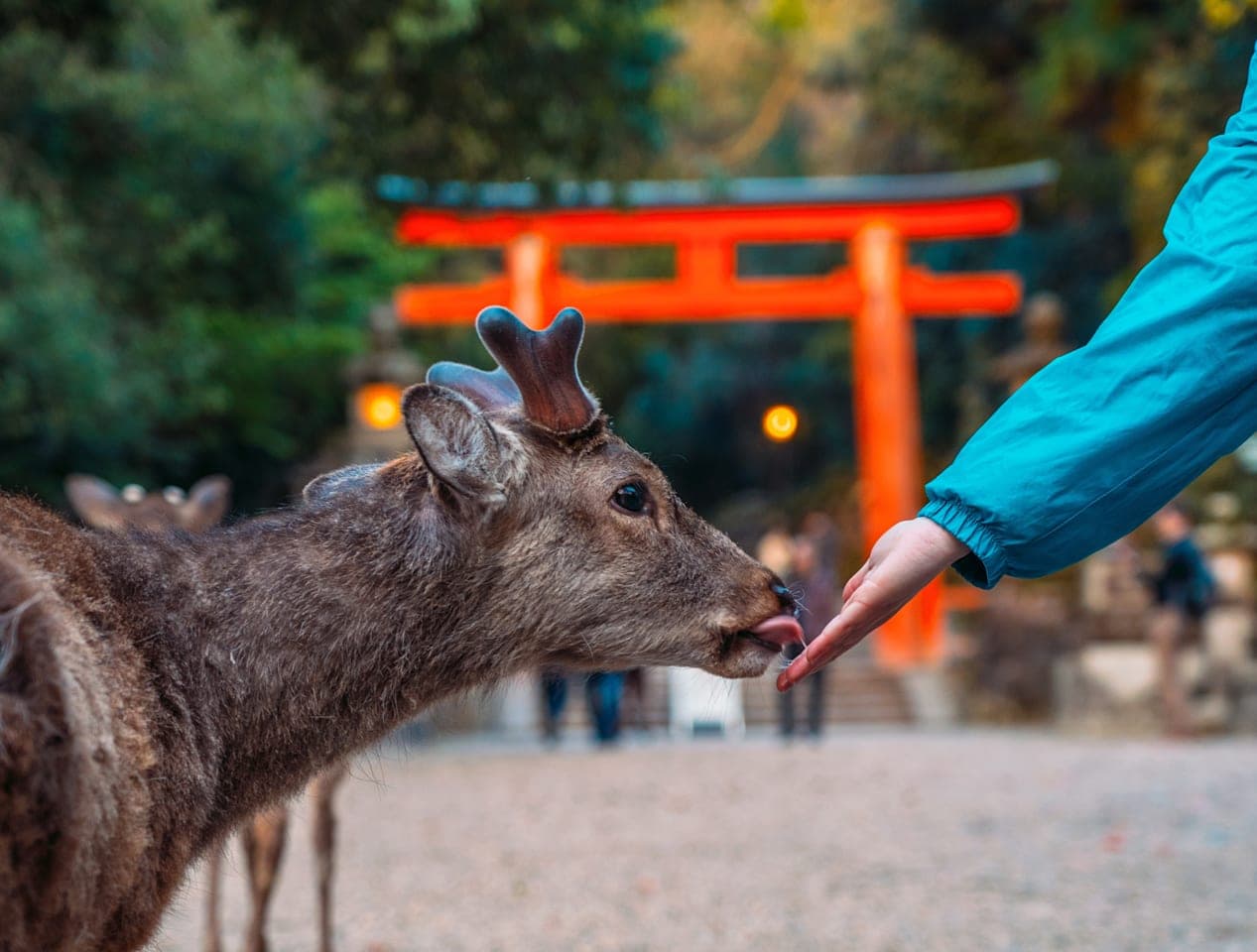 Morning temple tour and Nara Park thumbnail
