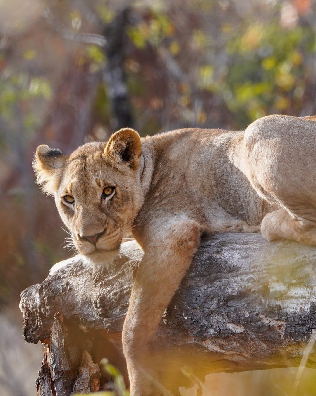 The Garden Route meets the Big Five